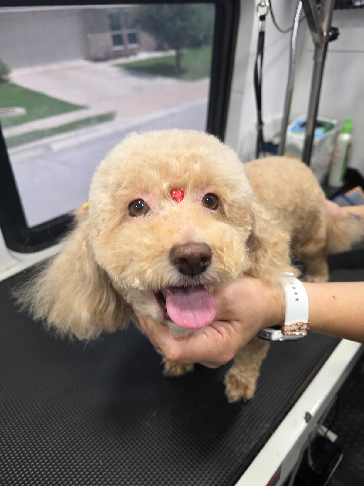 Pet grooming