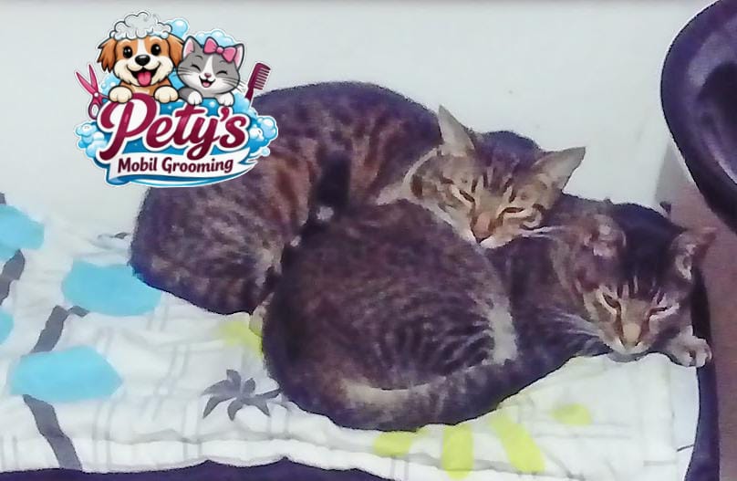 Pet grooming