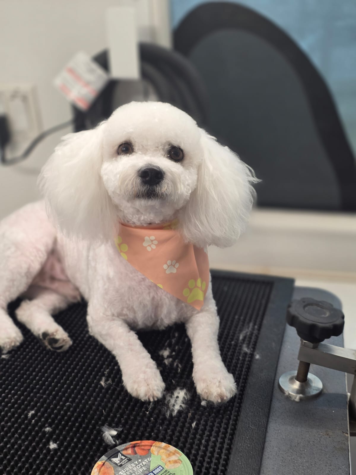 Pet grooming