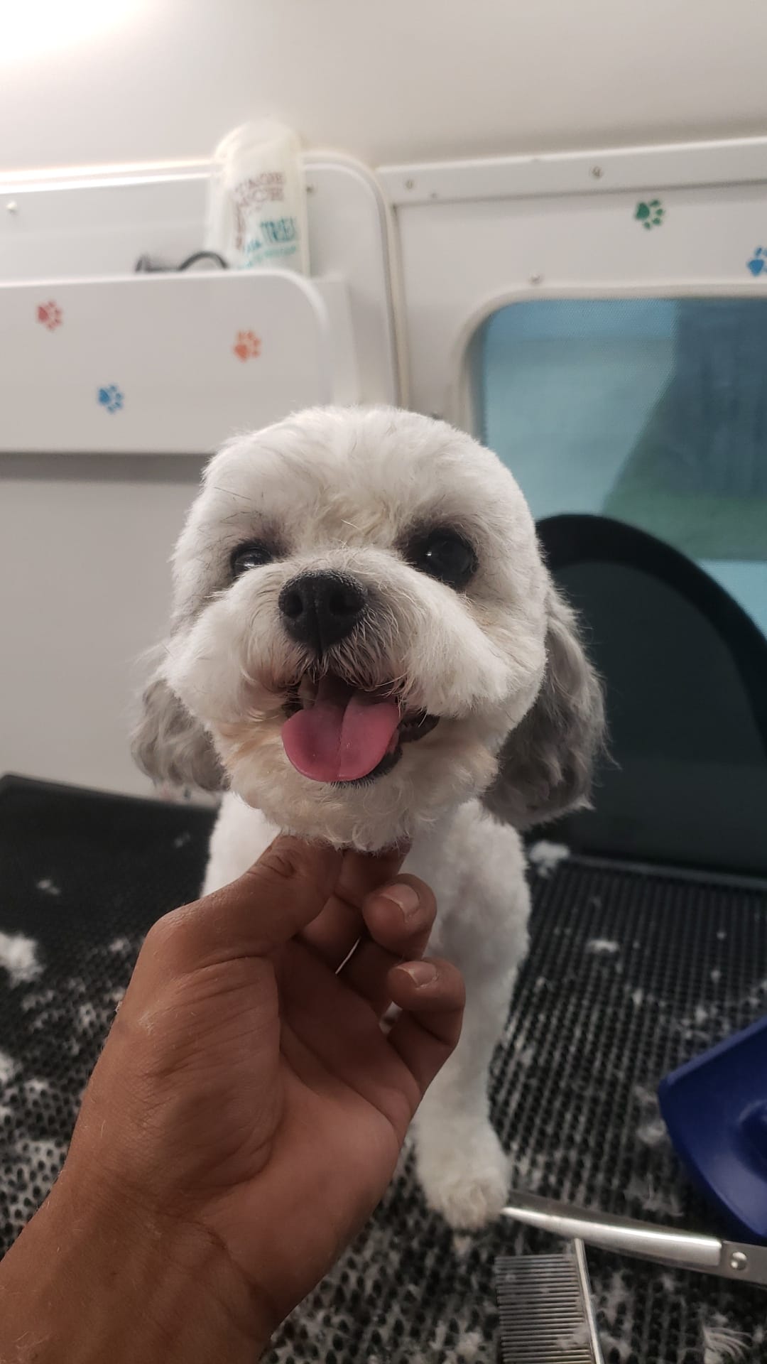 Pet grooming