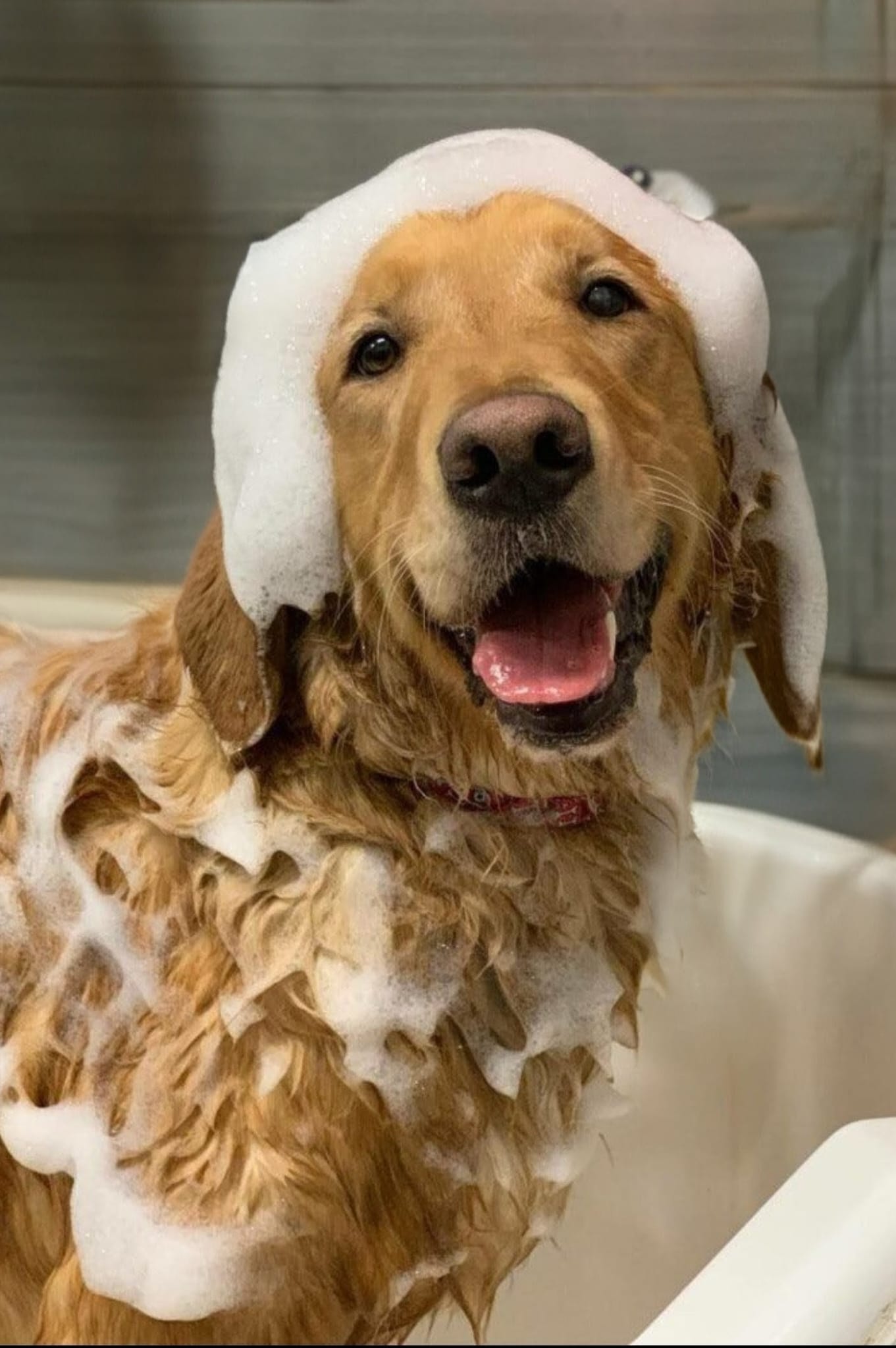 Anti-Flea Treatment
